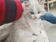 -欣宠猫屋·矮脚拿破仑·蓝金金渐层