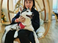 -Husky Go! 哈士奇体验馆·宠物咖啡厅狗咖