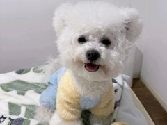 -南京宠物基地·宠物狗宠物猫售卖(南京店)