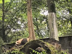 -中国大熊猫保护研究中心雅安碧峰峡基地