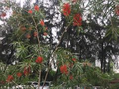 -宝安西湾红树林湿地公园