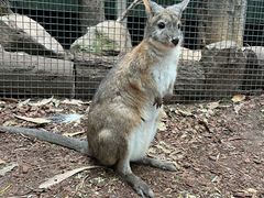 -费瑟代尔野生动物园