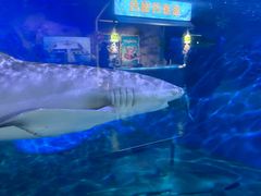 -蓬莱欧乐堡海洋极地世界