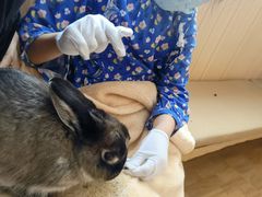 -猫猫幼稚园·撸猫·桌游·电玩