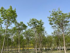 -天津东丽湖风景区