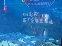 -烟台海昌鲸鲨海洋公园