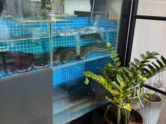 -同釜聚炝锅鱼火锅