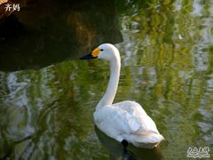 -宁波九龙湖开元度假村