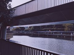 -银湖山郊野公园-相思林