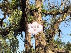-中国科学院西双版纳热带植物园