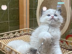 -帕帕拉兹宠物(亚洲旗舰店)