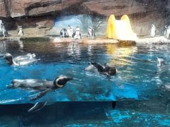 -海合安武汉极地海洋公园