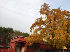 -三里屯东五街银杏大道