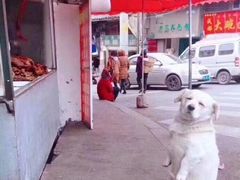 -靓蛙馆