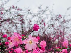 -顾村公园