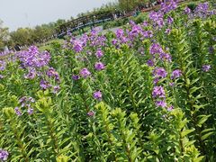 -荷兰花海