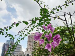 -香港大学