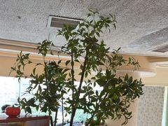 -良木缘咖啡西餐(蜀汉路店)