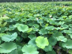 -荷塘月色湿地公园·向阳花洲