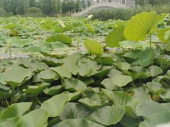 -合肥融创永乐半山酒店·永乐半山西餐厅