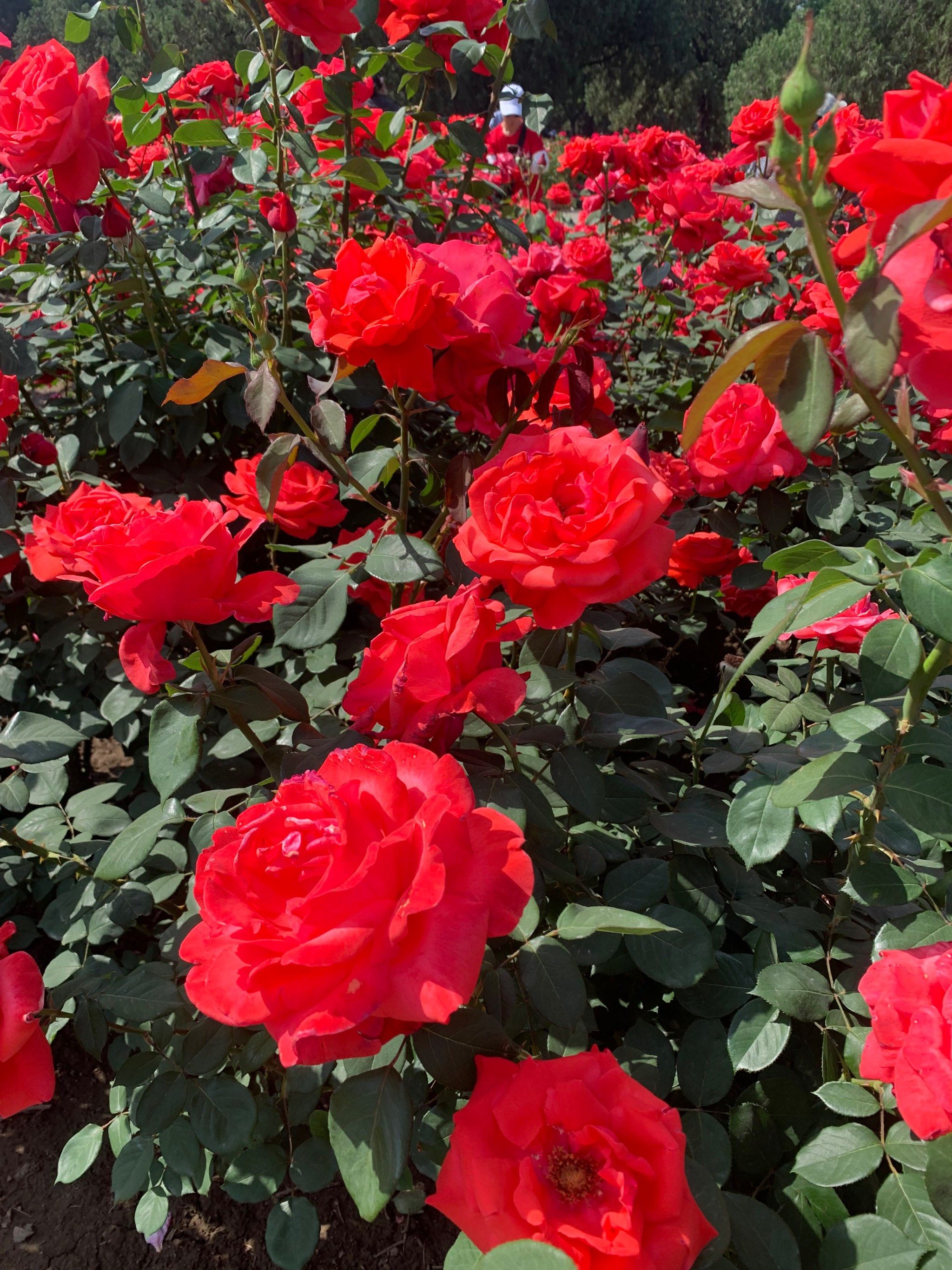 月季花开