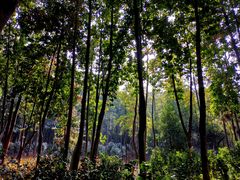 -云溪植物园