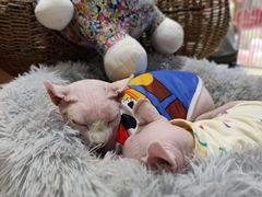 -藏猫猫咖啡主题馆(中央大道店)