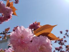 -高东镇樱花园