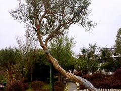 -武汉紫薇都市田园