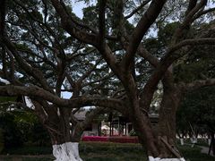 -江心屿景区