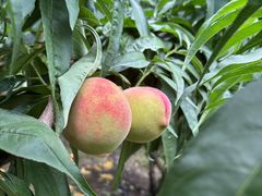 -老袁家蜜桃农场·阳山水蜜桃
