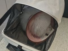-睿金宠物医院·CT·肿瘤·骨外科