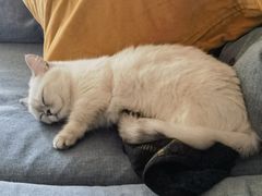 -纳吉亚猫专科动物诊疗中心(蒋宅口分院)