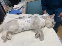 -瑞派·关忠动物医院·猫专科·犬专科(三环新城店)