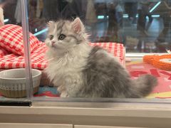 -babydoll猫舍·米努特·德文·缅因(久光中心店)