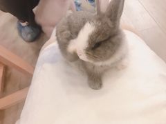 -浣熊柯尔鸭土拨鼠·电玩咖