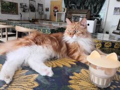 -平行世界·猫咖(首经贸店)