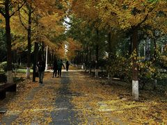 -东升八家郊野公园
