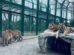 -上海野生动物园
