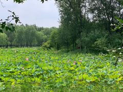 -东郊湿地公园