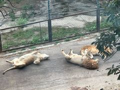 -大连森林动物园