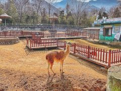 -西安秦岭野生动物园