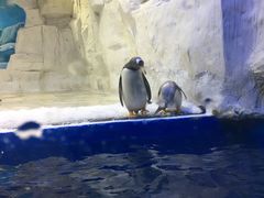 -华夏文旅海洋公园