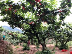 -樱桃山旅游景区