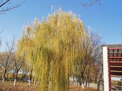 -石家庄市植物园