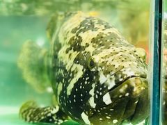 -兴旺海鲜砂煲王