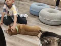 -柴迷FANS CLUB·柴犬狗咖·猫咖