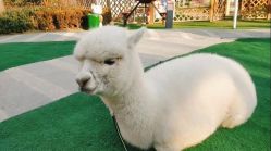 -萌宠亲子动物乐园(槐房万达店)