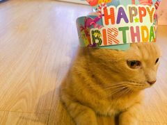 -胖爸爸烘焙工作室(平湖家居店)