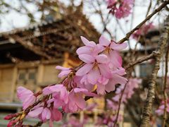 -有栖山 清光院 清水寺